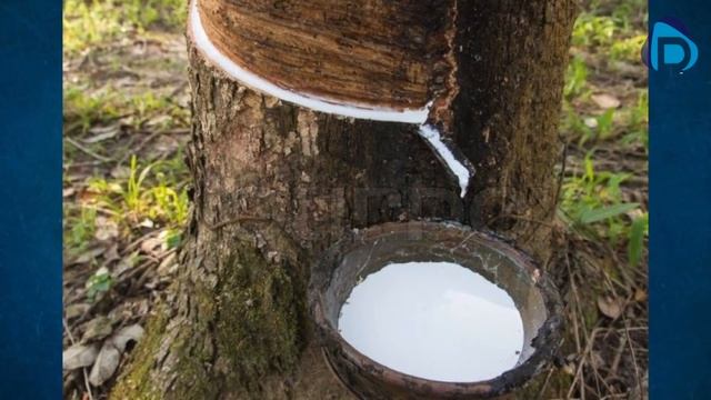 Basics Of Kerala Agriculture | Agriculture Research | Agriculture Growth смотреть онлайн