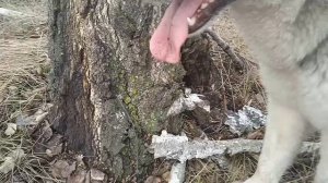 Собаки нашли нору.