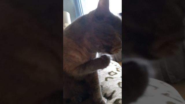 Тяжёлая жизнь😂😂😂😂😂😂😂 смотреть онлайн