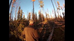 охота на медведя с лайками 20 09 15 ч.1