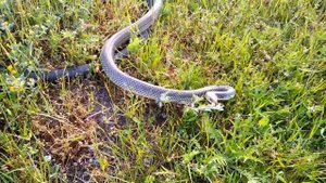 Лучшая защита - это нападение. Каспийский полоз. Dolichophis caspius. Caspian whipsnake