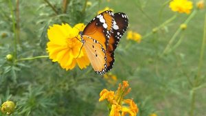 1433307-hd_1920_1080_30fps