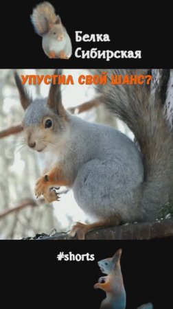 Белка и народная мудрость
