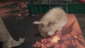 Приучение крольчат породы немецкая ангора к жизни в квартире. Фильм 1