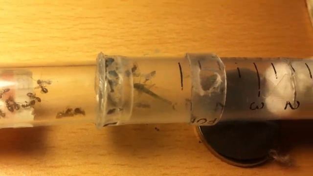 новые муравьи, Lasius neglectus! смотреть онлайн