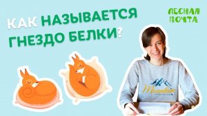 Как называется гнездо белки? Лесная почта Лапландского заповедника