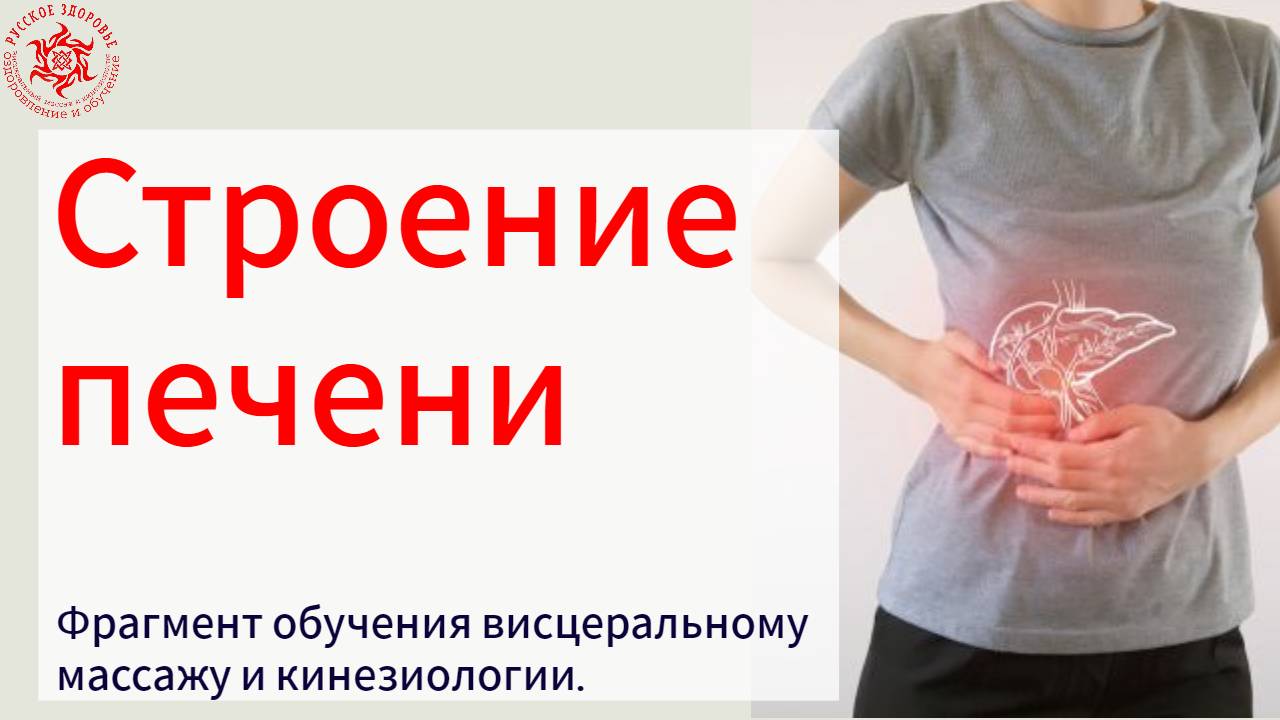 Строение печени. Фрагмент обучения висцеральному массажу и кинезиологии.