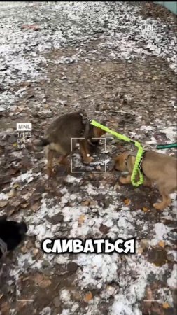 Щенячий заговор 🐶