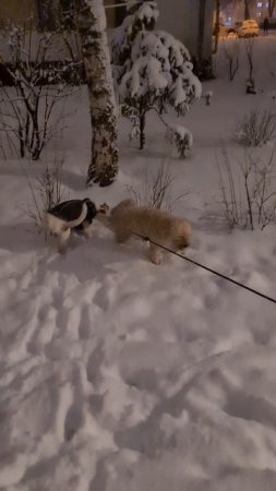 район Хорошево-Мневники 
от вчерашнего 08.04.2025г.✨️❄️
Идут бои между двумя👈 🐩🐕🦺