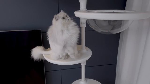 Vlog 4 My lovely cats video Gatoperro Catpole DIY 가또페로 캣폴