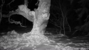 Куница на дереве. Фотоловушка Лапландского заповедника