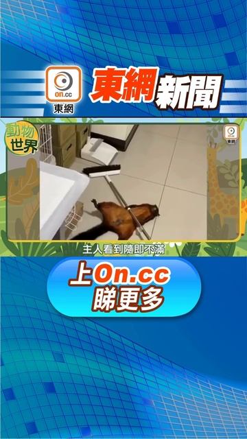 【動物世界：鼯鼠貪玩整跌掃把　大字形躺平扮被壓倒】完整新聞：http://tinyurl.com/47afphpa  想睇更多，即到 @oncc_YT