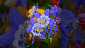 Курсы " Богиня"