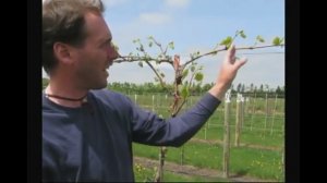 Пасынкование - удаление зеленых побегов на гибридных сортах винограда на высоком кордоне (Миннесота)