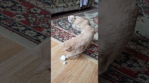 Кошка Мэри впервые увидела снег 😊