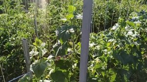 Композитная арматура для помидор, шпалера, огуречная сетка своими руками