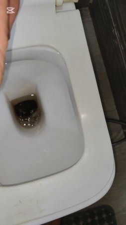 Клещи на собаках