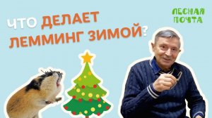 Лесная почта — Чем заняты лемминги зимой? Геннадий Катаев