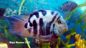 #Гибрид_зебры_и_попугая_растут_как_на_дрожжах 08.04.25 #МАЛЬКИ_цихлид