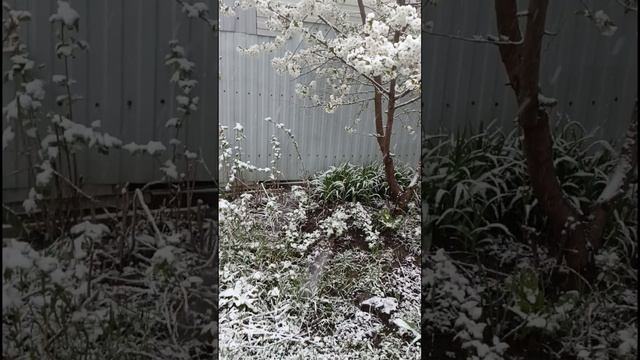 9 апреля в Ставрополе снег ❄️