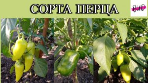 ОБЗОР СОРТОВ ПЕРЦА НА МОЕМ УЧАСТКЕ 2024.