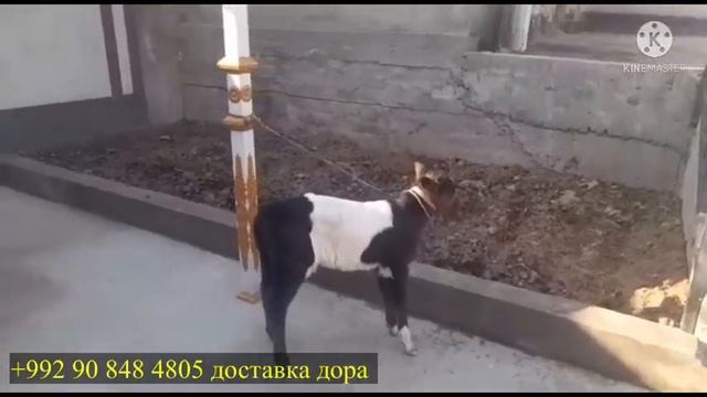 ГУСАЛАЧА фруши 18 февраля 2022 г. смотреть онлайн