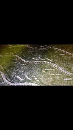 Палантин Весенний!
Пряжа Кауни 8/1
100% шерсть
Размер 144*64
Круговые спицы #2.5