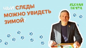 Чьи следы зимой в лесу можно увидеть? Лесная почта Лапландского заповедника