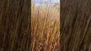 Плантация ивы . Часть вторая .Урожай второго года.Маяк2, Волчниковая, Сукачева, Вителлина. #ива