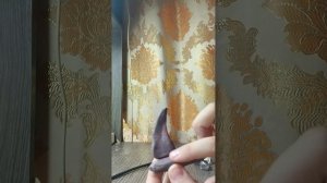 1000007667.mp4бомбордиро крокодило