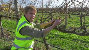 Основы обрезки винограда. Ч.1 Структура куста, инвентарь, методы обрезки (Австралия)