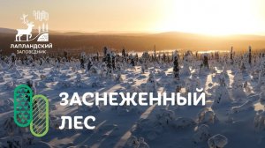 Заснеженный лес