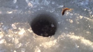 Подлёдная камера - Видео под водой