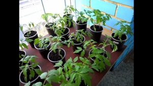 Ответы на вопросы почему гибнет рассада