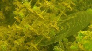 Щука под водой - Pike underwater - Подводная охота - Видео Рыбалка