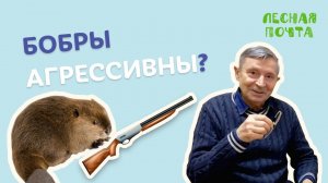 Лесная почта — Бывают ли у бобров драки? Геннадий Катаев