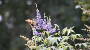8981388-hd_1920_1080_30fps