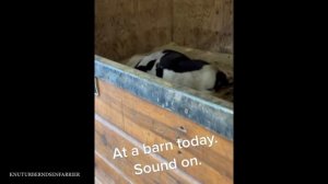 Я не ожидал, что эти лошади заставят меня так смеяться! - Самое смешное видео про животных