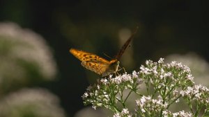 8832126-uhd_3840_2160_30fps