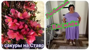 переезд из Сибири на Юг/много обновок из "Любимого Василька"в Светлограде порыв