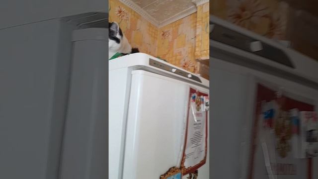 Гуляю, где хочу!