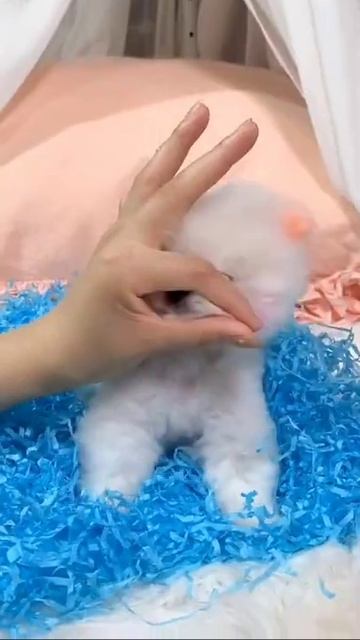 Beautiful dog smiling #shorts смотреть онлайн