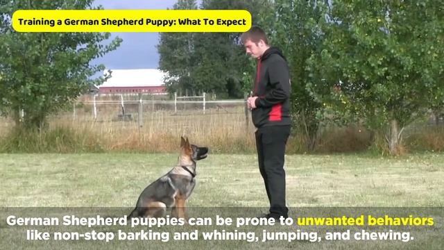 How To Discipline German Shepherd Puppies