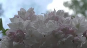 УТРО ИНГУШЕТИИ 090425