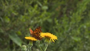 14189242-uhd_3840_2160_30fps