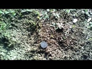 Коп монет с МД. Вот это поперло!!!