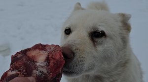 Пока идёт снег