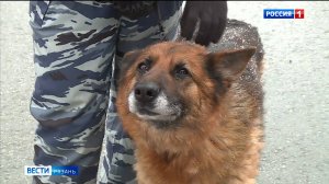 В Рязани ищут хозяина для служебной овчарки Цамбии