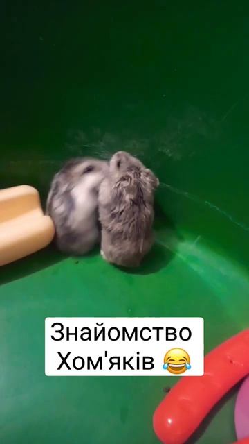 Перша зустріч хом'яків 💖. Знайомство хом'яків #хомки #джунгарскийхомяк #hamsters #animal #pets