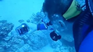 clownfish